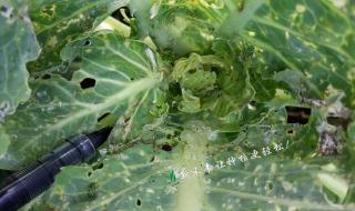 小菜蛾为什么难防治 小菜蛾为什么难防治